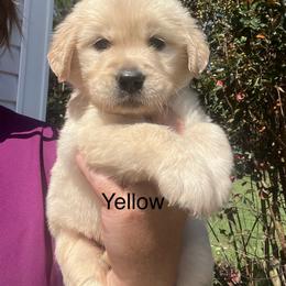 Yellow - Golden female Golden Retriever puppy in Jesup, Georgia from Painted Platinum Retrievers (Painted Platinum Kennel) PPK