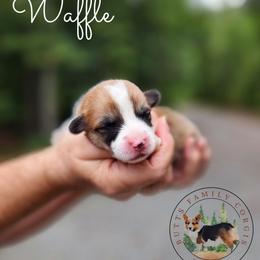 Waffle - Red male Pembroke Welsh Corgi puppy in Cameron, North Carolina from Butts Family Corgis