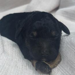 Cannoli - Brown female Poodle puppy in Grovetown, Georgia from PND Kennel
