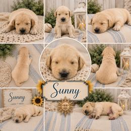 Boy 2 - male Double Doodle puppy in Whitsett, North Carolina from Rock Creek Doodles NC