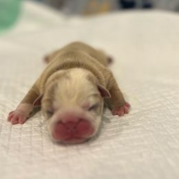 Jimmy - Fallow male Bulldog puppy in Charlotte, North Carolina from Golden Leaf Kennels LLC