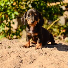 Milo - Black and tan male Dachshund puppy in Surprise, Arizona from Molina Family Farms