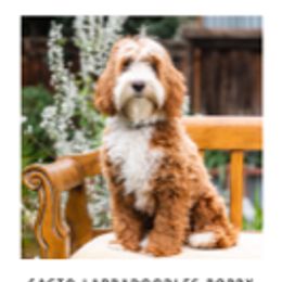 Poppy - Australian Labradoodle