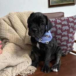 Onyx - Black brindle male Cane Corso puppy in Utah from 3Lake Kennelz