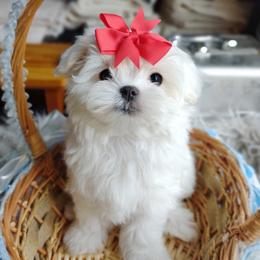 Korean Shiver - White male Maltese puppy in Barren Springs, Virginia from Seeking Shalom Acres Maltese, Maltipoos & Havamalts