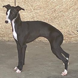 Serenity - Seal female Italian Greyhound puppy in Cadwell, Georgia from All The DoDa Day Italian Greyhounds