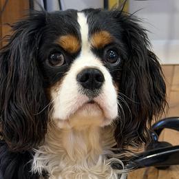 Cavalier King Charles Spaniels from FairHawk Downs