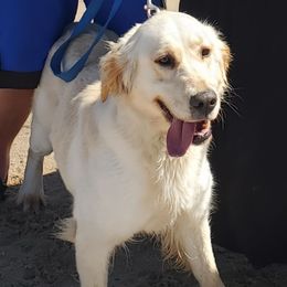 Pearl - Golden Retriever
