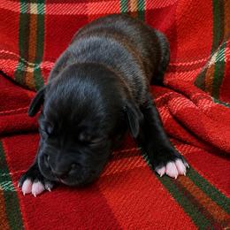 Girl 3 - Brindle female Boxer puppy in Temple, Georgia from B&B Boxers