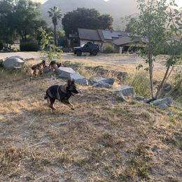 German Shepherd Puppies from Four Pines Ranch