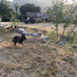 German Shepherd Puppies from Four Pines Ranch