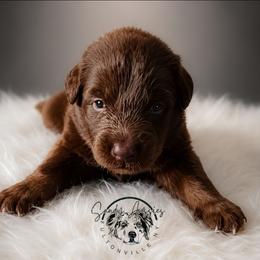 Ganache - Red tri-color male Australian Shepherd puppy in Fultonville, New York from Sandy Aussies & Pomeranians