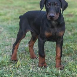 Gunnar(Lime) - Black and rust male Doberman Pinscher puppy in Shelby, North Carolina from IronBee Dobermans