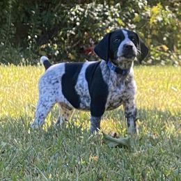 German Shorthaired Pointers from Down South Pointers