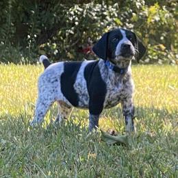 German Shorthaired Pointers from Down South Pointers