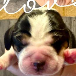 White  Female - Black white and tan female Beagle puppy in Viper, Kentucky from Mountain Top