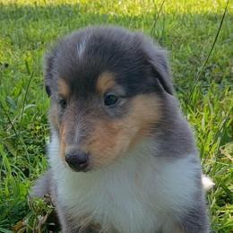 Inky Girl 5 - Blue merle white and tan female Collie puppy in Salem, Indiana from Living Blessed Collies
