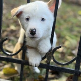 White Collar - Red merle and white male American Corgi puppy in Glenwood, Minnesota from Crystal Blue Corgi