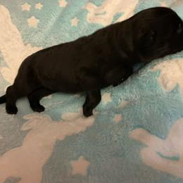 Male 3 - Black male German Shepherd puppy in Effingham County, Illinois from Delaney Working Dogs