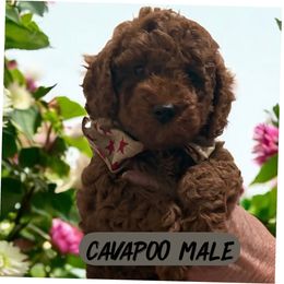 White Collar - Red male Cavapoo puppy in South Jordan, Utah from Diamond Companions