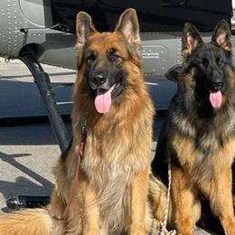 German Shepherds from Adelhorst Kennels