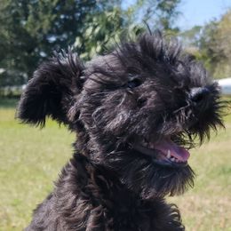 Faith - Miniature Schnauzer