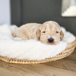 Sage - Apricot male Goldendoodle puppy in Moses Lake, Washington from Macy Meadows Doodles