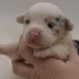 Superman - Blue merle and white male American Corgi puppy in Lithia, Florida from Diamondcrest Inc