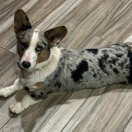 Cardigan Welsh Corgis and Pembroke Welsh Corgis from All Star Corgis