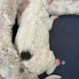 Red Boy - Brown and white male Sheepadoodle puppy in Kissimmee, Florida from Sunflower Family Farms