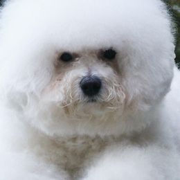 Bichon Frises from Ela's Bichon Frise