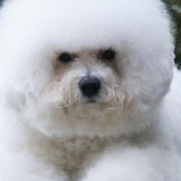 Bichon Frises from Ela's Bichon Frise