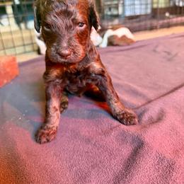 Nutmeg - Brown male Poodle puppy in Piqua, Kansas from Legacy Farms Standard Poodles