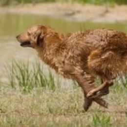 Golden Retrievers from PBG Kennel