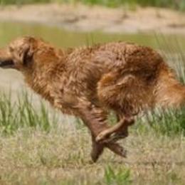 Golden Retrievers from PBG Kennel