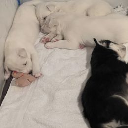 Siberian Husky Puppies from Loveland Siberian Huskies