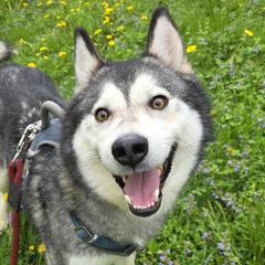 Native American Indian Dogs from Paw Wow Medicine Dogs