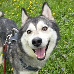 Native American Indian Dogs from Paw Wow Medicine Dogs