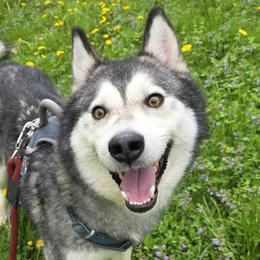 Native American Indian Dogs from Paw Wow Medicine Dogs