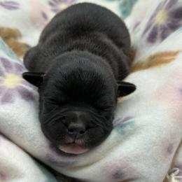 Female 3 - Black and white female Staffordshire Bull Terrier puppy in Lakeland, Florida from Blueline Staffords
