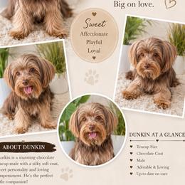 Dunkin - Yorkshire Terrier