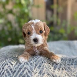 Billie Jean (purple) - Apricot female Goldendoodle puppy in St. George, Utah from Dashing Doodle Pups