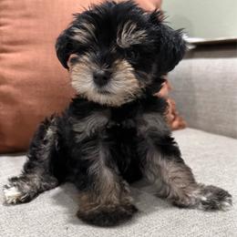 Rumi - Black male Miniature Schnauzer puppy in La Mirada, California from SchnauzersRus