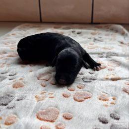 Black female - Black female Bernedoodle puppy in Constableville, New York from Zehr’s Labradoodles & Bernedoodles