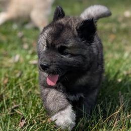 Oreo - Agouti and white male Siberian Husky puppy in Coshocton, Ohio from Wyant Farms
