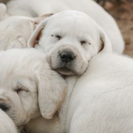 Labrador Retriever Puppies from Polar Bear Farms