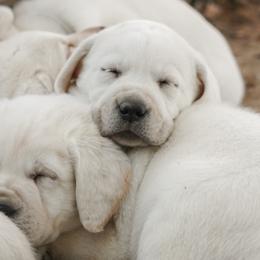 Labrador Retriever Puppies from Polar Bear Farms