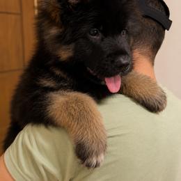 German Shepherd Puppies from Von Gonzalez Kennel