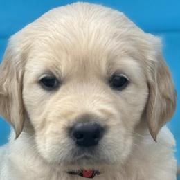 Golden Retrievers from Purebred Golden Paws