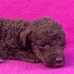 Akc Cappuccino - Phantom female Poodle puppy in Overbrook, Kansas from Hidden Springs Poodles LLC